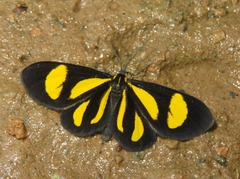 Cyllopoda claudicula