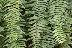 Nephrolepis biserrata