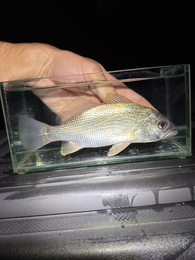 Striped Croaker