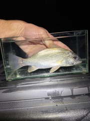 Striped Croaker photo 5