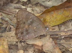 Pseudodebis marpessa