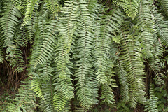 Nephrolepis biserrata