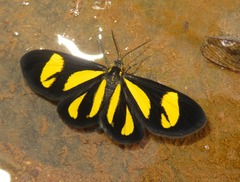 Cyllopoda claudicula