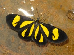 Cyllopoda claudicula