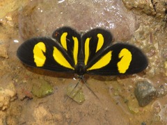 Cyllopoda claudicula