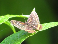 Amarynthis meneria
