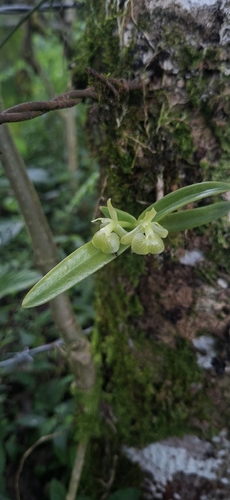 Epidendrum scharfii, photograph 2