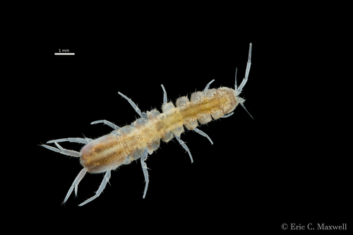 Caecidotea dimorpha