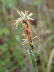 Carex flacca