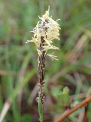 Carex flacca