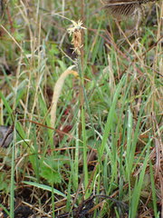 Carex flacca