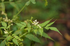 Sambucus gaudichaudiana