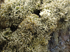 Lithophyllum byssoides
