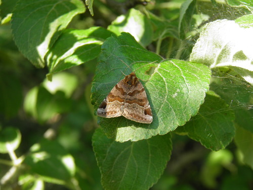 Rusvasis dobilinukas