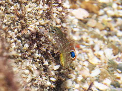 Banded Wrasse