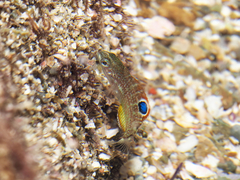 Banded Wrasse photo 2
