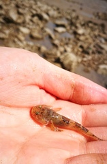 Tridentiger barbatus