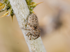 Yllenus uiguricus
