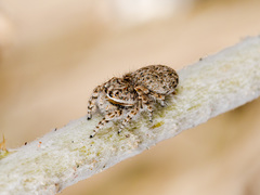 Yllenus uiguricus