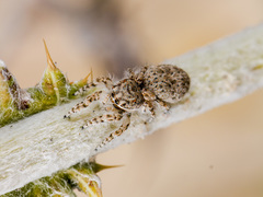 Yllenus uiguricus