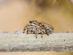 Yllenus uiguricus