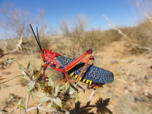 Red Milkweed Locust