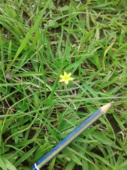 Hypoxis angustifolia