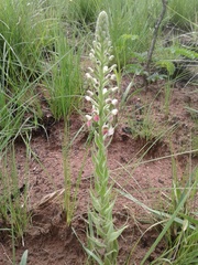 Brachycorythis pubescens