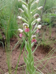 Brachycorythis pubescens