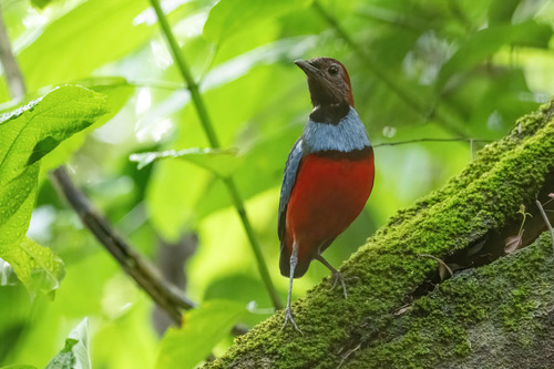 Papuan Pitta (Erythropitta macklotii), photo 7