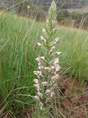 Brachycorythis pubescens