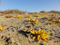 Mesembryanthemum hypertrophicum