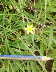 Hypoxis angustifolia