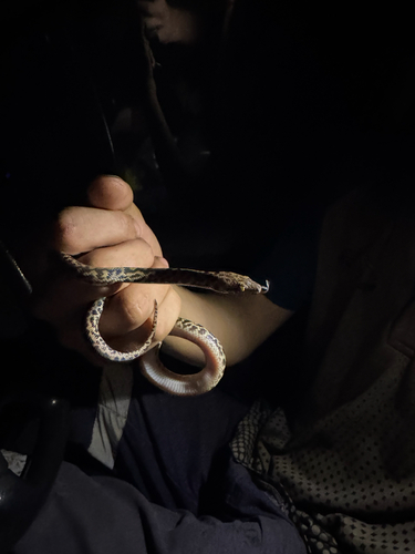 Spotted Python sighting