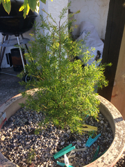 Boronia megastigma