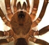Ctenolophus pectinipalpis