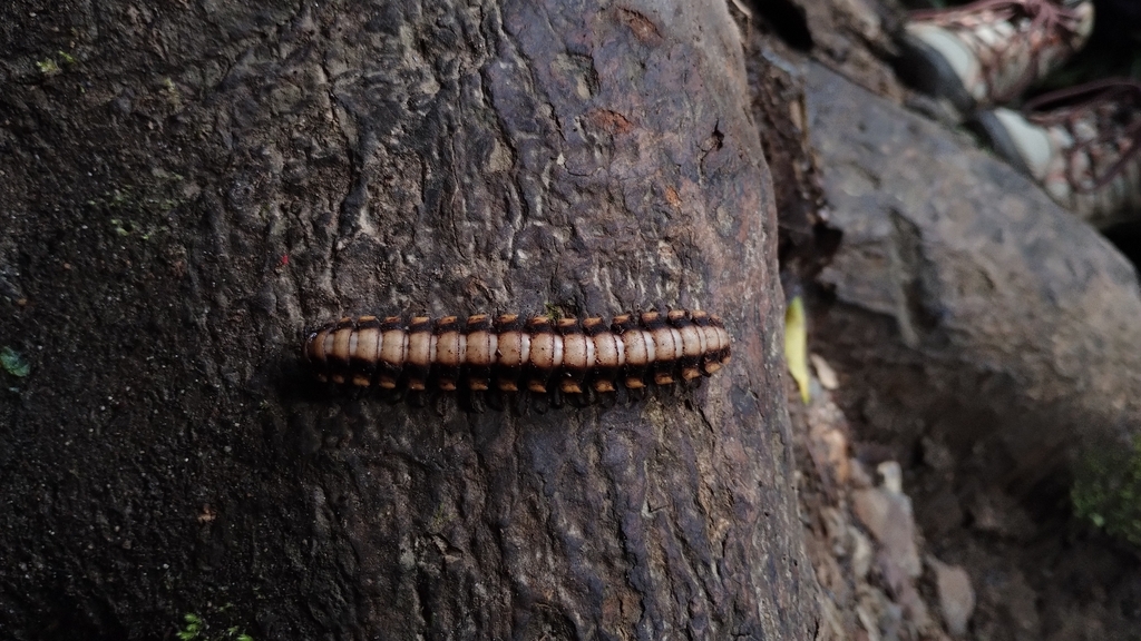 Python Millipede from 8626+5Q, Provincia de Puntarenas, Monteverde ...