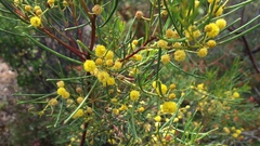 Acacia nematophylla