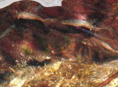 Caridina cantonensis