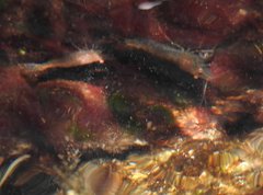 Caridina cantonensis