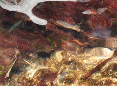 Caridina cantonensis