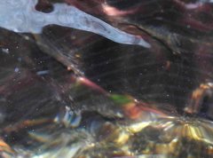 Caridina cantonensis