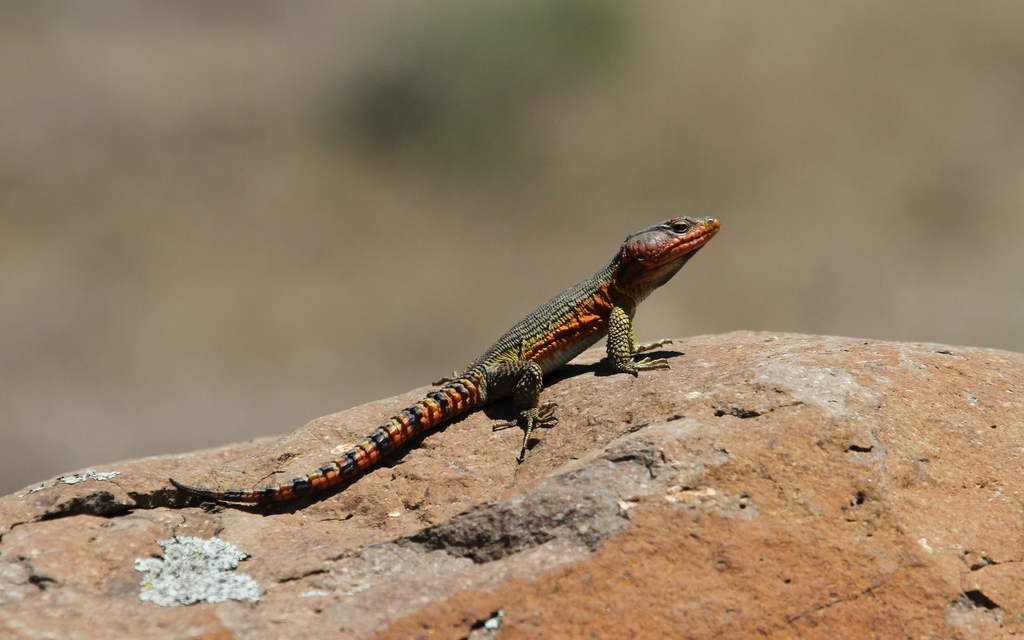 Eastern Crag Lizards