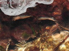 Caridina cantonensis