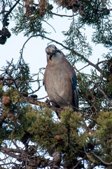 Garrulus glandarius