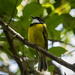 Lord Howe Golden Whistler - Photo (c) David R, some rights reserved (CC BY-NC), uploaded by David R