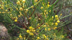 Acacia nematophylla