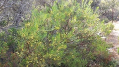 Acacia nematophylla