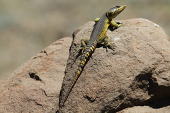 Pseudocordylus subviridis