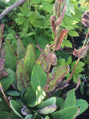 Meconopsis betonicifolia